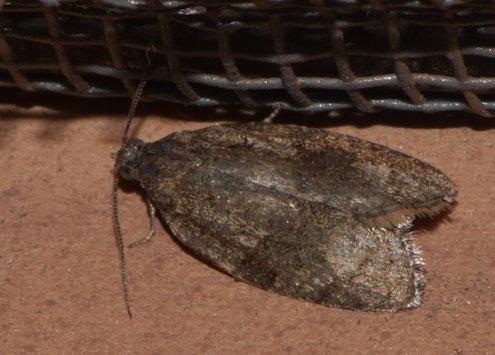 Syndemis musculana